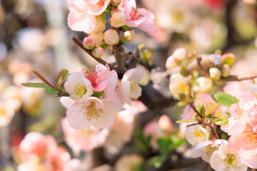 満開のピンクの梅の花