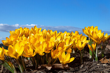 Bright yellow crocuses against a blue sky