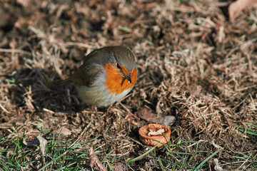 Erithacus rubecula sit on ground
European robin, robin, robin redbreast sit on snow Volgograd region, Russia