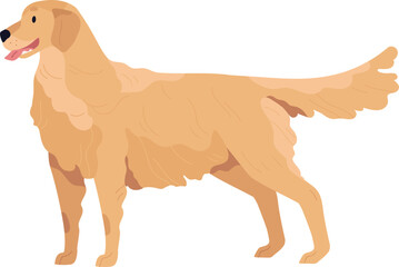 Dog of Golden Retriever Breed Illustration