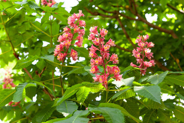 庭のベニバナトチノキ