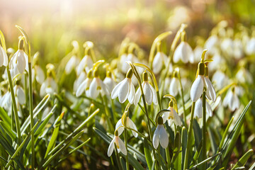 White snowdrops bloom in a clearing in spring in the rays of the sun