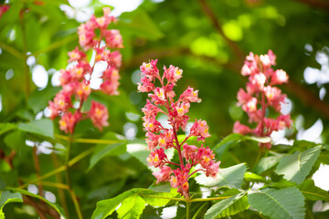 並んだベニバナトチノキ