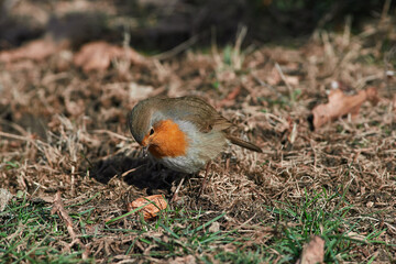 Erithacus rubecula sit on ground
European robin, robin, robin redbreast sit on snow Volgograd region, Russia