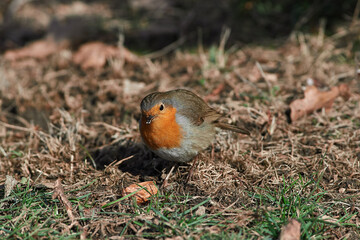 Erithacus rubecula sit on ground
European robin, robin, robin redbreast sit on snow Volgograd region, Russia