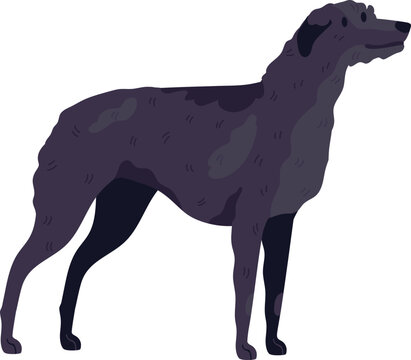 Irish Wolfhound Dog Breed Illustration