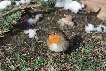 Erithacus rubecula sit on ground
European robin, robin, robin redbreast sit on snow Volgograd region, Russia