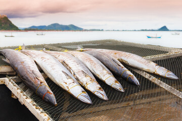 scomberomorus fish salted.