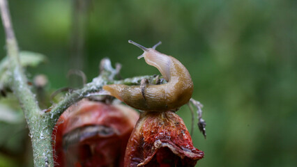 A closeup of a slug tomato pest on a fresh garden . Insects destroy green and ripening fruits. In addition, slugs carry infections among plants. a significant decrease in productivity loss of yield.