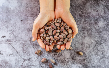 Dried brown cocoa beans in farmer hand