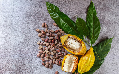 Cocoa Beans and Cocoa Fruits   with raw Cocoa