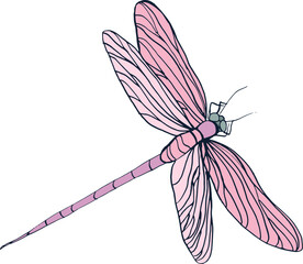 Pink Dragonfly Flying Vintage Hand Drawn Illustration