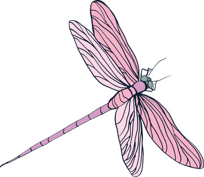 Pink Dragonfly Flying Vintage Hand Drawn Illustration