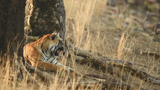 wild bengal female tiger or tigress continuously growling and roaring to mate in winter morning during outdoor wildlife safari at ranthambore national park forest india - panthera tigris tigris