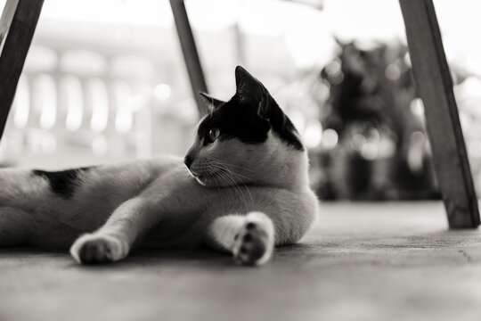 Side view black and white photo of cat, cat lying on floor with bokeh background.