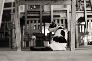 Naklejka na ściany i meble Black and white photo of cat sitting in front of a wooden chair, back view of cat.