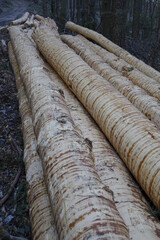 Stack of freshly decorticated spruce (Picea) logs, interesting texture, Palatinate forest (Pfälzer Wald), concept: deforestation, climate change (vertical), Esthal, Lambrecht, RLP, Germany
