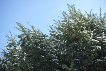 Light blue sky and branches of European yew covered with snow in mid February
