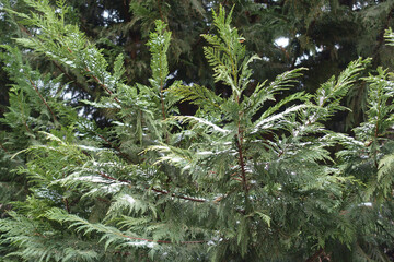 Foliage of Port Orford cedar with some snow in mid December