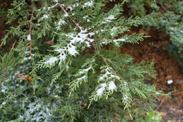 Top view of branch of Port Orford cedar with some snow in mid December