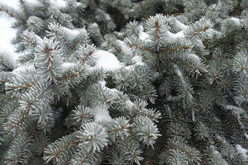 Naklejka na ściany i meble Hoarfrost and snow on branches of blue spruce in mid January
