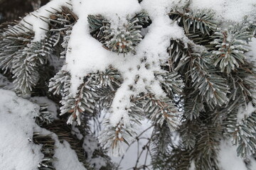 Snow and hoarfrost covering branches of blue spruce in mid January