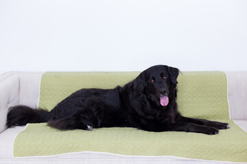 Selective focus portrait of huge ten-year old cross between a flat coat retriever and a Bernese Mountain Dog lying down on couch staring mouth open with an friendly expression