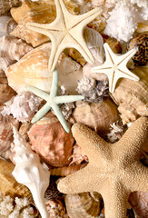 Starfish and seashell on the summer beach. Summer background.