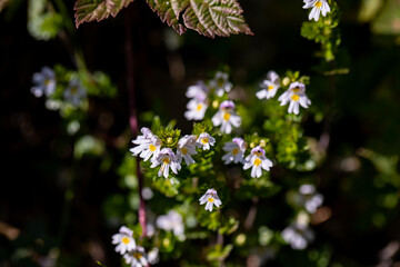 Euphrasia alpina flower in meadow