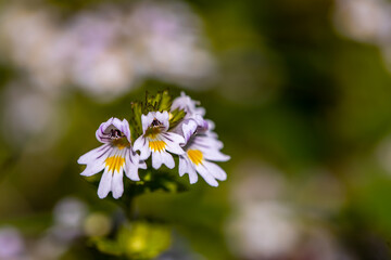 Obraz premium Euphrasia alpina flower in meadow, close up 