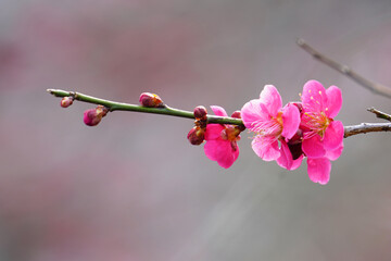 ピンク色の梅の花とつぼみのクローズアップ