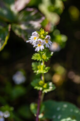Euphrasia alpina flower in meadow, close up shoot