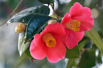 Fototapeta premium 二輪のツバキの花（クローズアップ）