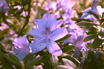 Azalea garden in full bloom. White Rhododendron flowers open buds petals among foliage. Flowering bush in spring summer in the botanical garden, park. Floral background. Very peri 2022 violet toning.