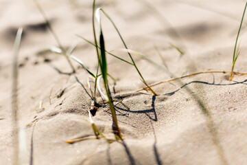 Sable fin