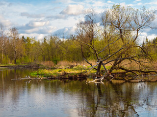 Fototapeta na wymiar Flooded prairie, a tree grows out of the water with birds on the branches. High water in spring.