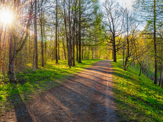 Fototapeta premium Bright sunny spring day in the park. The sun's rays on a shady park alley in spring.