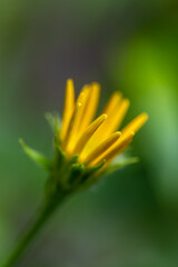 Buphthalmum salicifolium flower in mountains, close up 