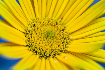 Buphthalmum salicifolium flower in mountains, close up shoot	