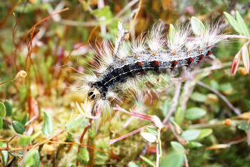 Obraz na płótnie Canvas Gypsy moth caterpillar - Lymantria dispar, covered with hair, crawls in the grass, early in the morning.