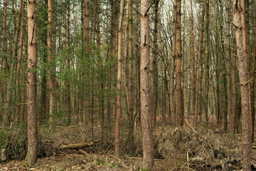 Fototapeta premium Tree trunks in a dense pine forest in winter.