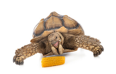 African spurred tortoise in studio