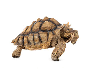 African spurred tortoise in studio