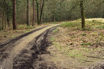 Dirt road with tire tracks in a forest in winter.