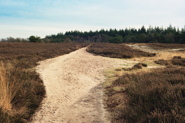 Fototapeta premium Hiking trail in a wide moorland landscape in a nature reserve in winter.