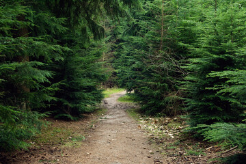 Hiking trail between pine trees.