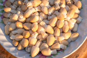 Coprinus comatus in a bowl wash and clean get ready to cook of stir-fried mushrooms with oyster sauce is delicious Asian food on wooden table.