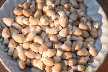 Coprinus comatus in a bowl wash and clean get ready to cook of stir-fried mushrooms with oyster sauce is delicious Asian food on wooden table.