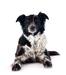  border collie in studio