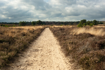 Fototapeta na wymiar Sandy pathway in a nature reserve with heather and pine trees in sunlight under a cloudy sky.